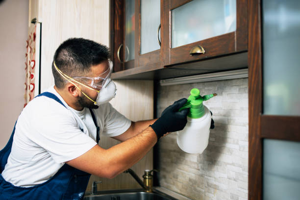 Wasp Removal Services in Helena Flats, MT