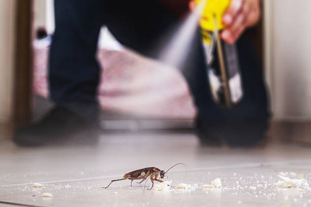 Reliable Helena Flats, MT Pest Control Solutions